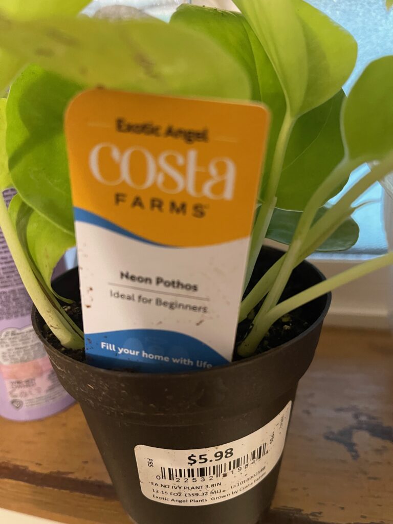 picture of pothos